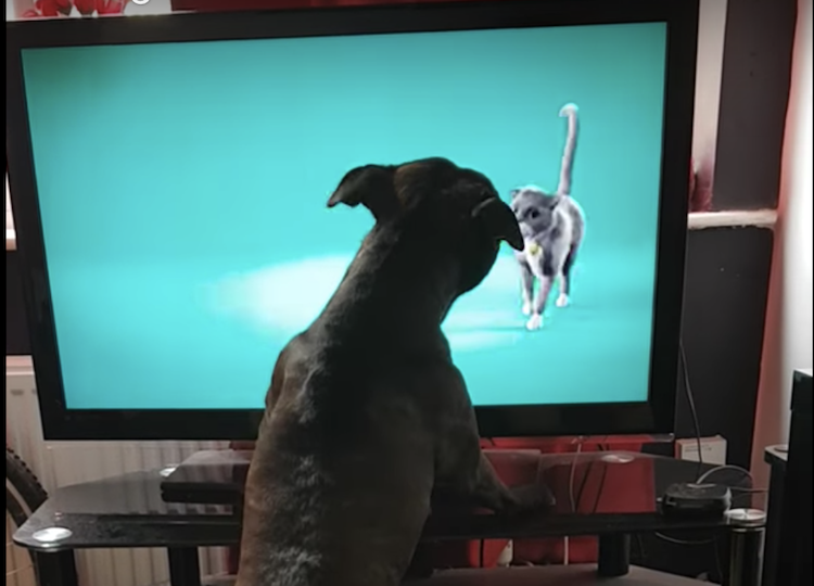 Dog-Barks-at-Cat-in-Commercial