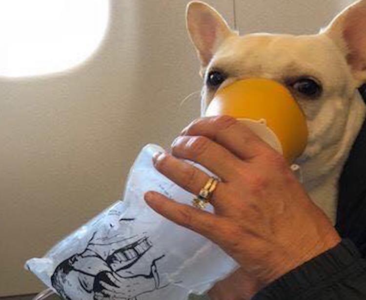 Dog Darcy Oxygen Face Mask JetBlue