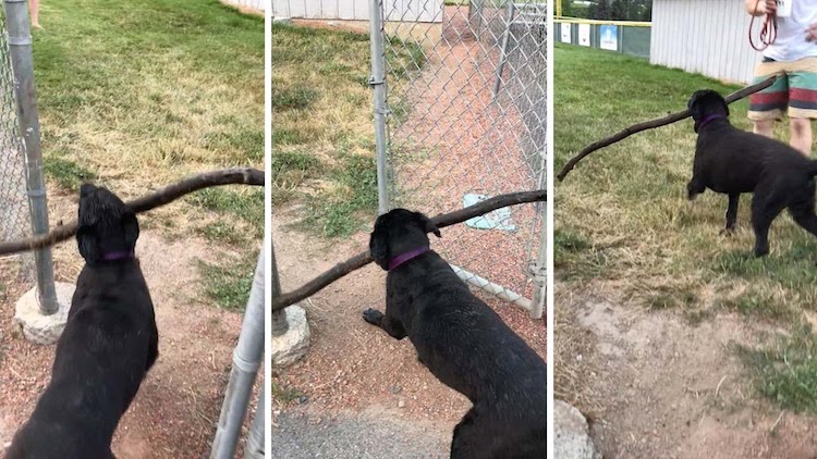 Dog Finally Gets Stick Through Fence Gate
