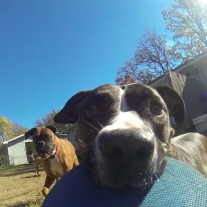 Dog With Ping Pong Paddle GoPro