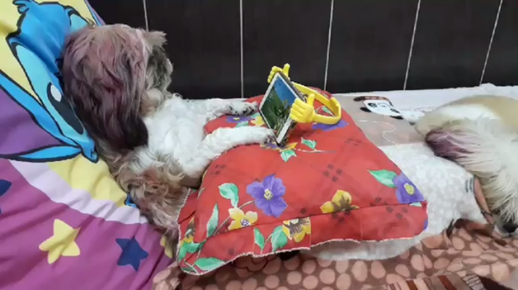 Dog in Bed Watching TV