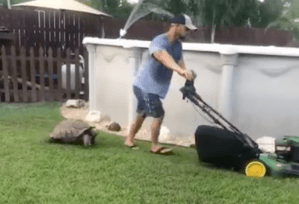 Fast Tortoise Chases Lawn Mower