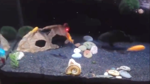 Fish Chasing Laser Dot Around Tank