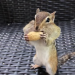 Greedy Chipmunk Peanut