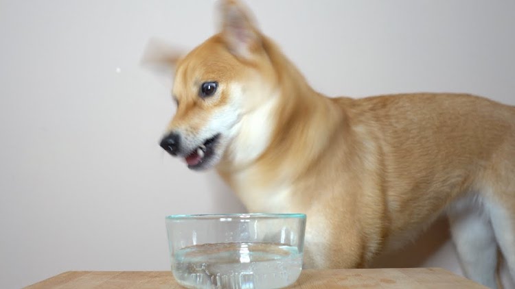 Haru-the-Shiba-Inu-Seltzer-Water.jpg