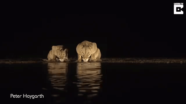 Lions Drinking From Lake