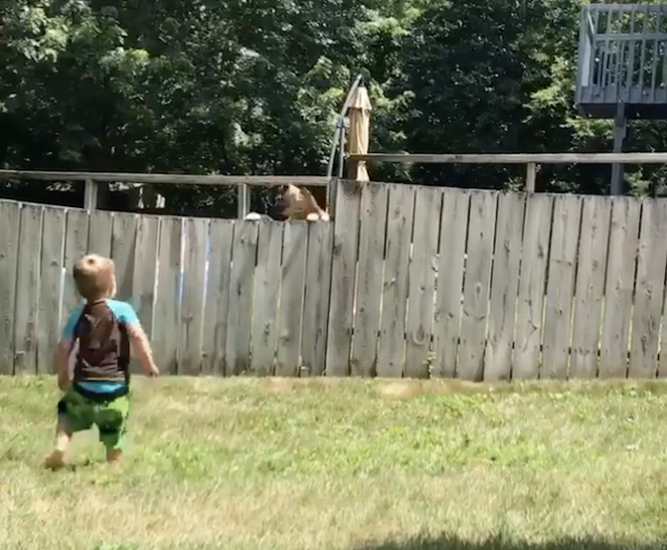 Little-Boy-Plays-Catch-With-Dog-Over-Fen