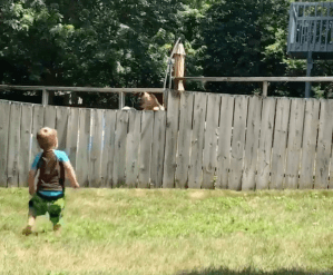 Little Boy Plays Catch With Dog Over Fence