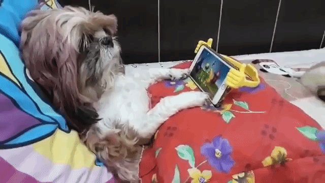 Little Dog Luxuriates In Bed Watching Television