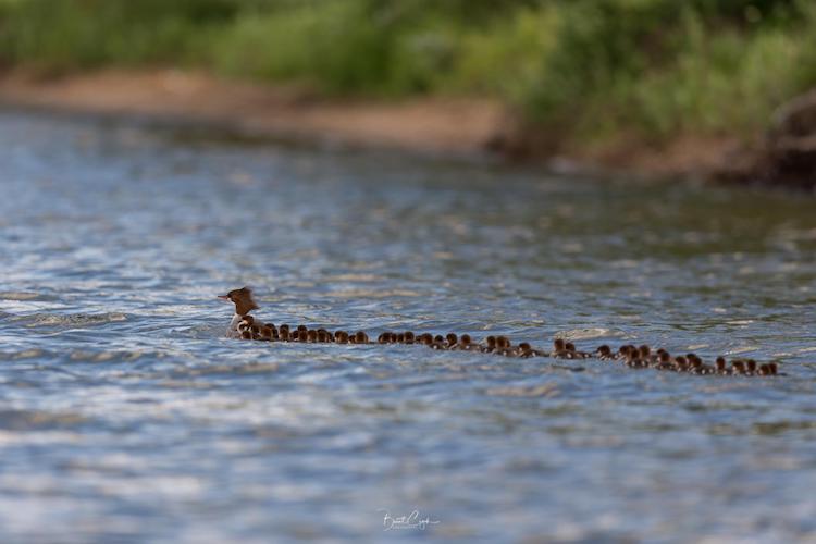 Mama-Merganser-76-Babies.jpg