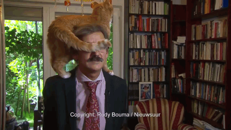Moving Cat Tail Out of Face During Dutch Interview