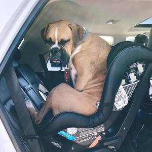 Nacho Cilantro Boxer Pup Child Seat