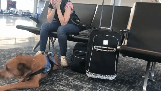 Oakley support dog anxiety comfort airport