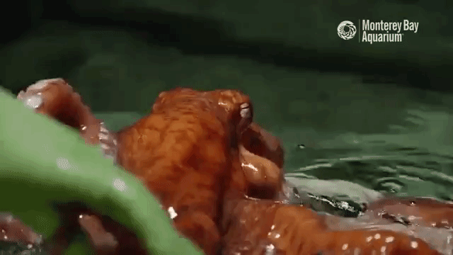 Octopus Breathing