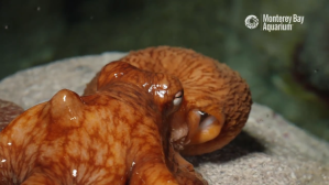 Octopus Breathing
