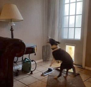 Puppy Drags Sprinkler Inside through Doggy Door
