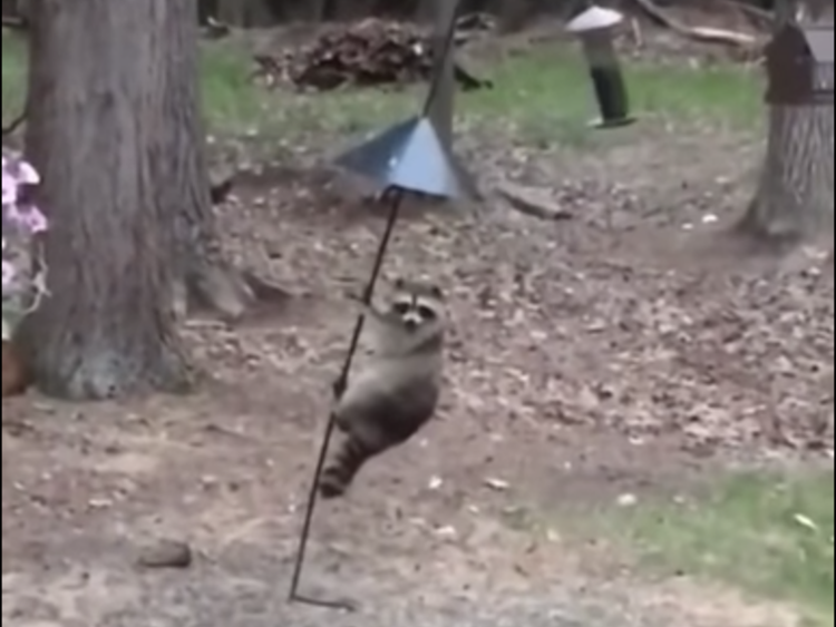 An Acrobatic Raccoon Shimmies Up a Backyard Bird Feeder to Release the
