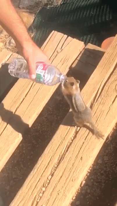 Thirsty Chipmunk Drinks From Water Bottle