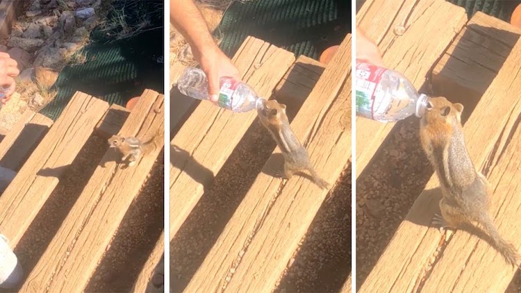 Thirsty Chipmunk Drinks Like a Human From Offered Bottle