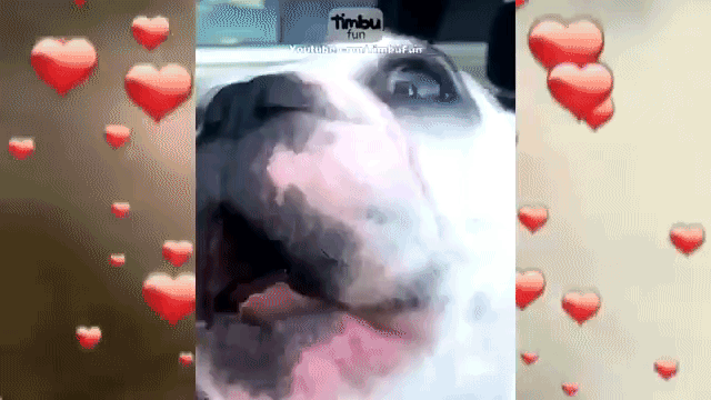 Walter Operatic Wail I Will Always Love You Remix Dancing Dogs