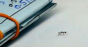 Ant Stealing Diamond