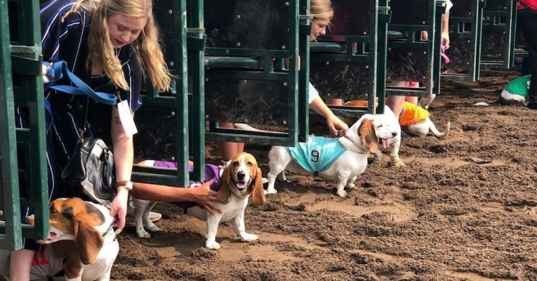 Basset Hound Racing