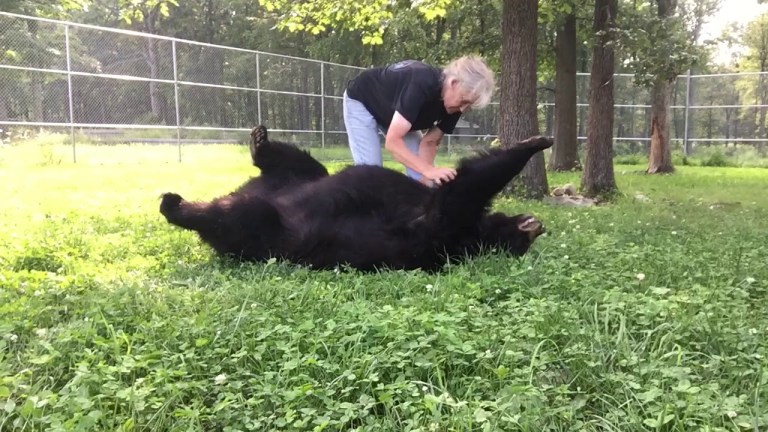 Bear Gets Thorough Belly Brushing