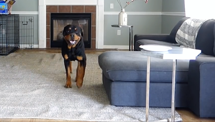 Bruno the Dog Alone GoPro