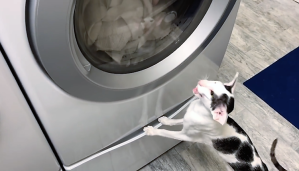 Cat Honks at Dryer