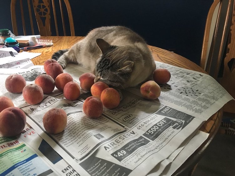 Cat-Sleeping-with-Peaches.jpg