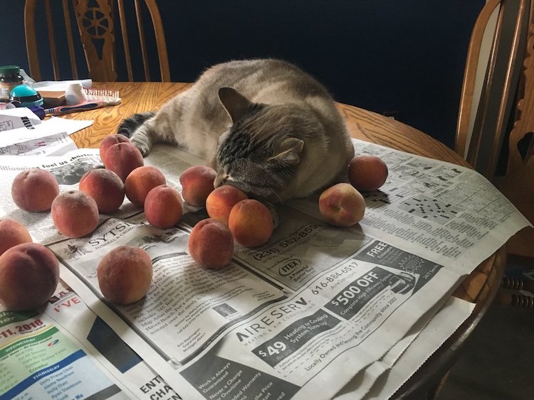 Cat Sleeping with Peaches