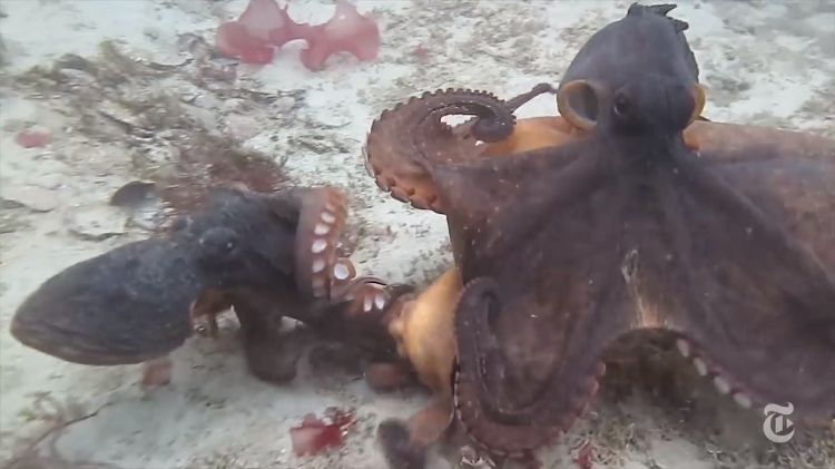 Communicating-Octopuses.png