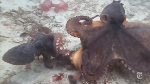 Communicating Octopuses