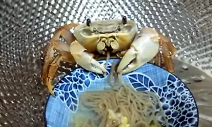 Crab eating noodles