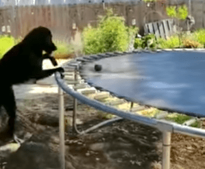 Dog Plays Fetch with Trampoline
