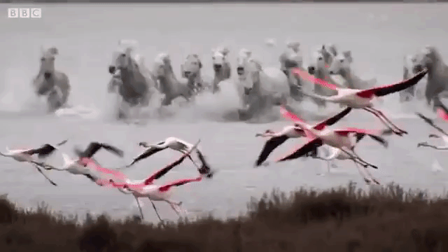Flamingos Take Flight Stamped Wild Horses