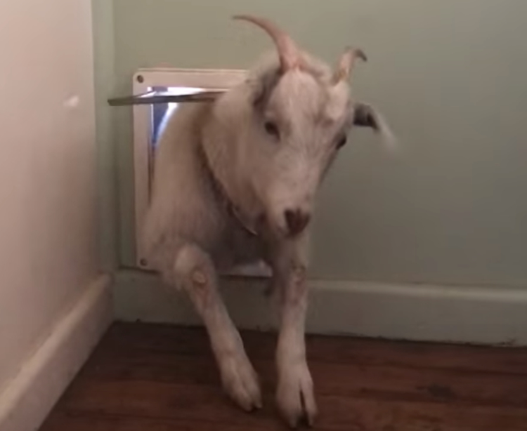 Goat-Through-Doggie-Door.jpg