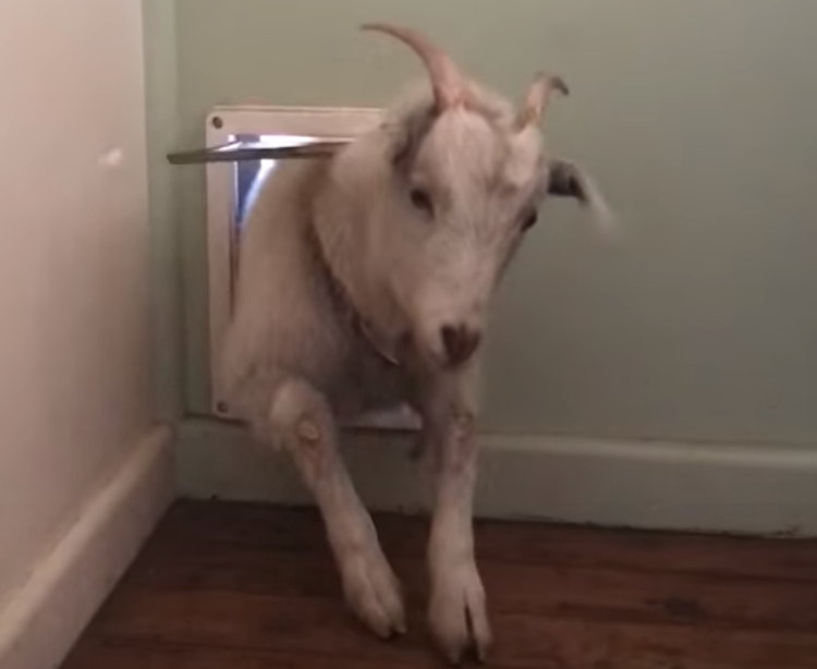 Goat Through Doggie Door