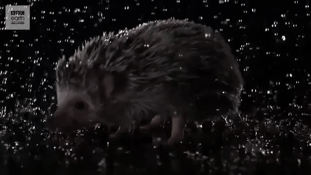 Hedgehog Shaking Off Water