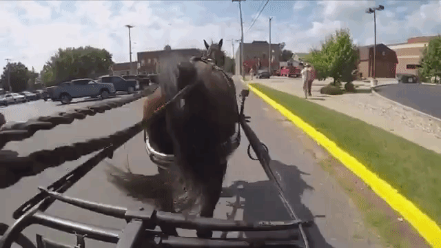 Horse and Buggy Amish Uber