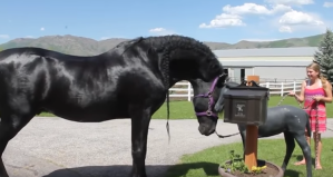 Horse infatuated with Statue