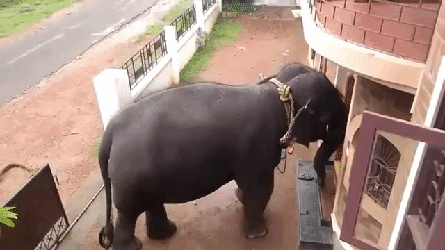 Lekshmi the Elephant Going Into House for Treats