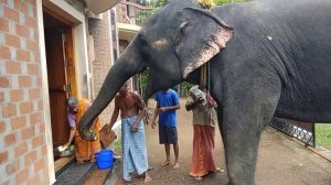 Lekshmi the Elephant Visiting for Treats