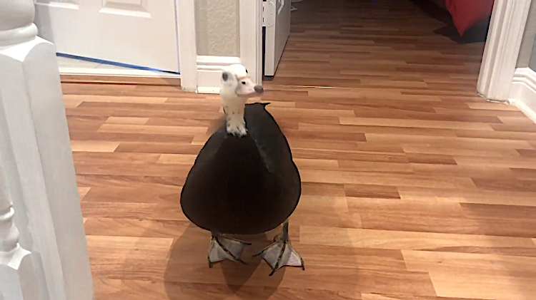 An Overjoyed Rescued Pet Duck Gleefully Greets Her Human At