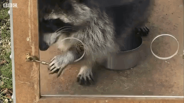 Problem Solving Raccoon Opens Gate