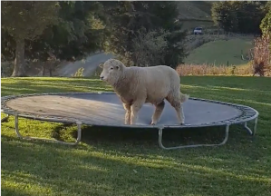 Sheep Bounces on Trampoline