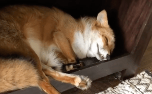 Snoring Fox
