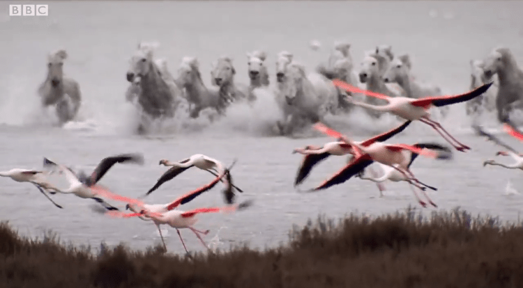 Stallions Charge Flamingos