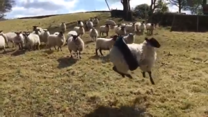 Swinging Sheep in Tire Swing