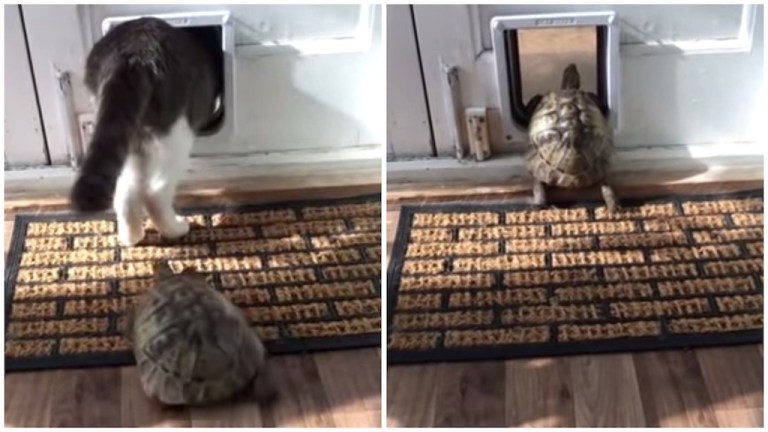 Tortoise Follows Cat